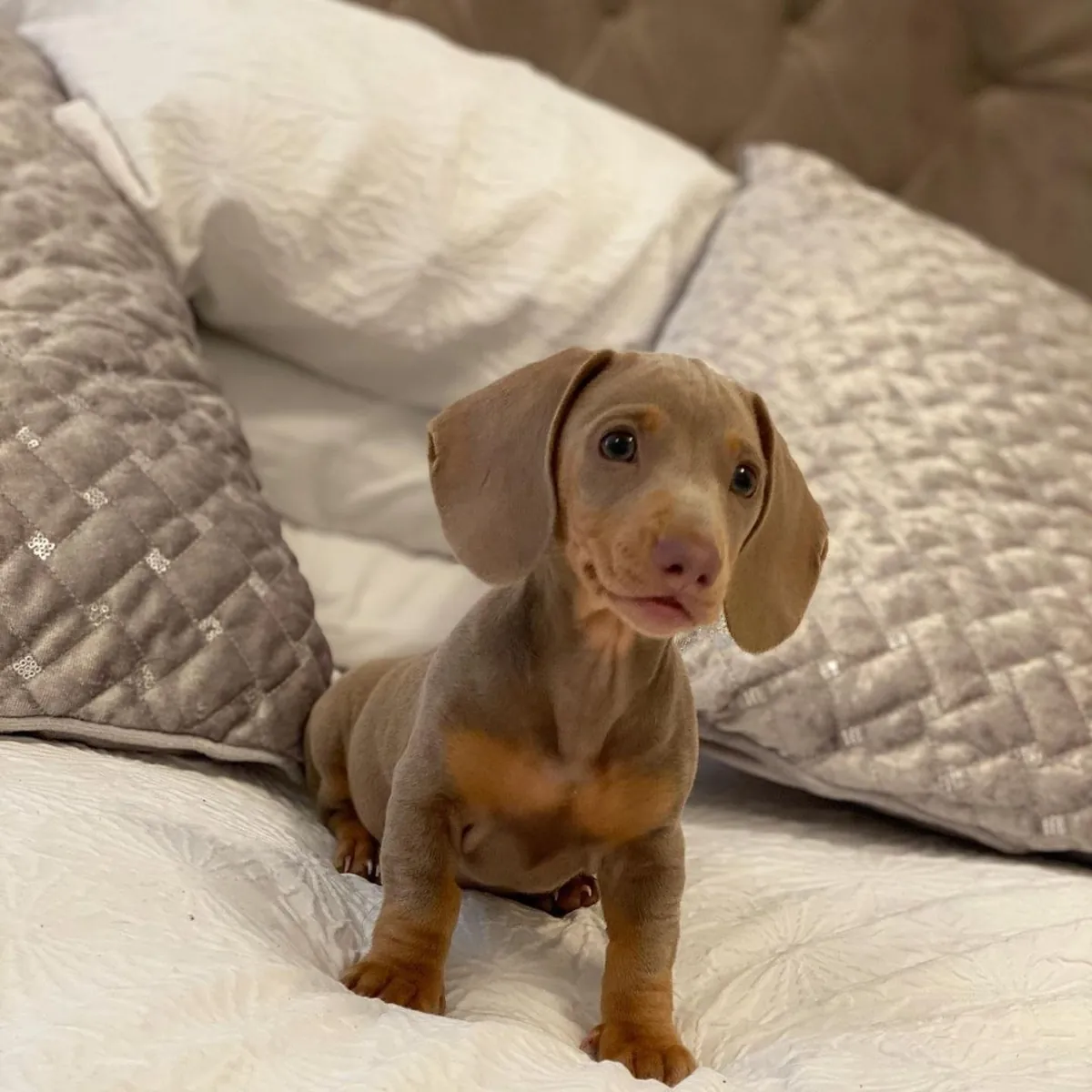 Dachshund