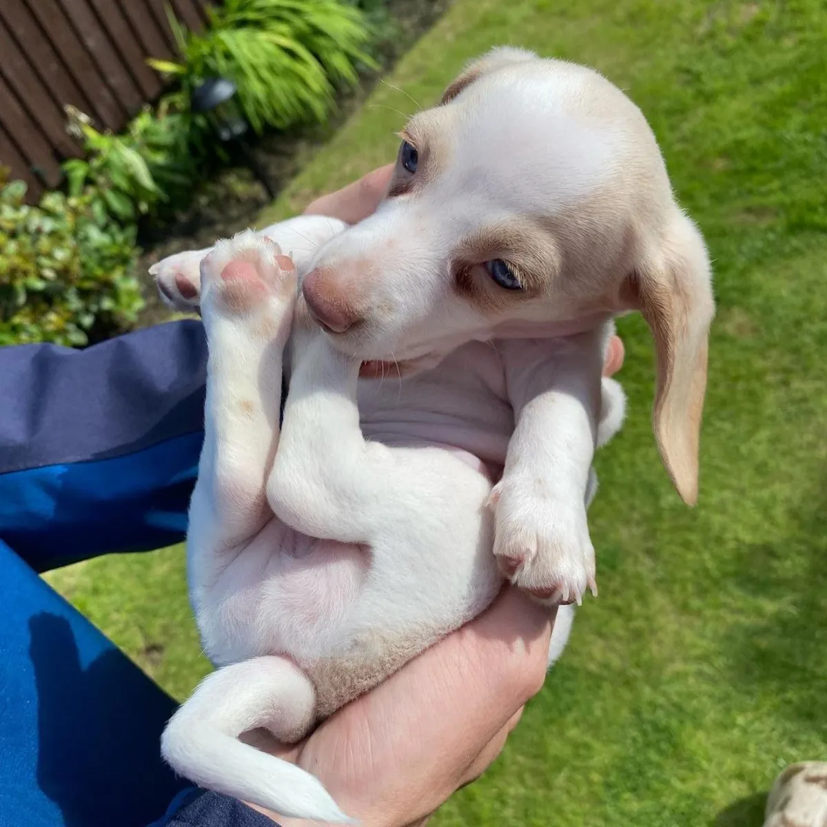 Dachshund