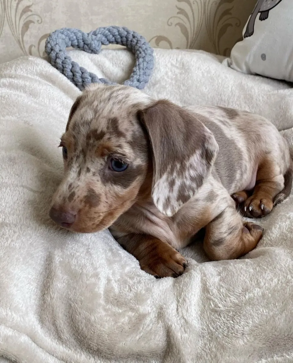 Dachshund