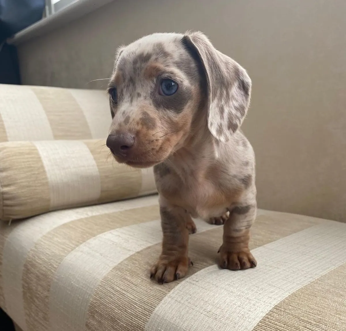 Dachshund