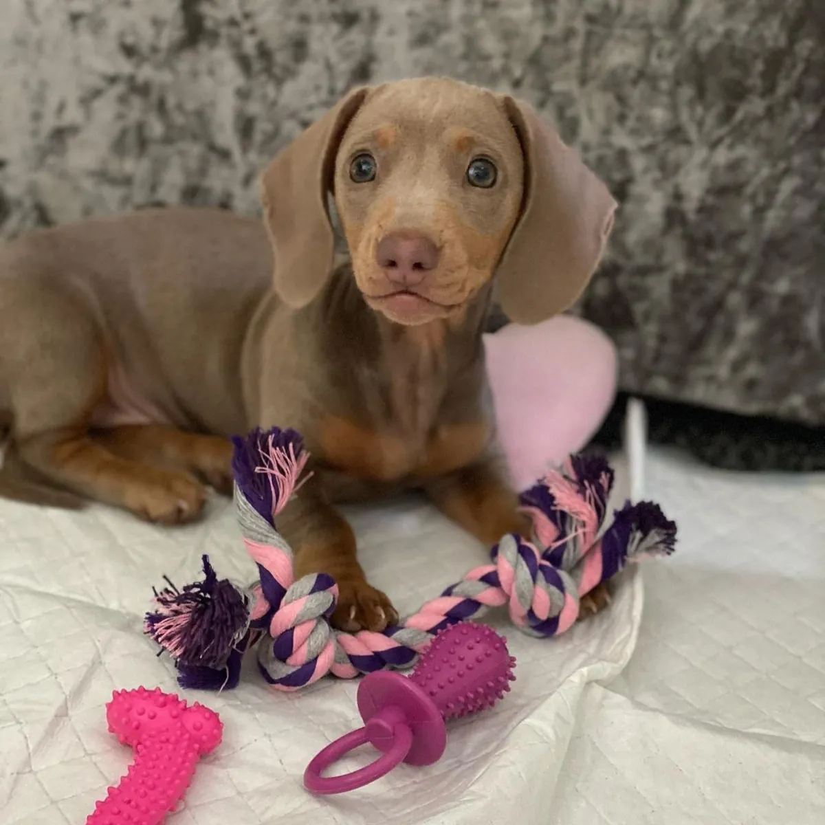 Dachshund