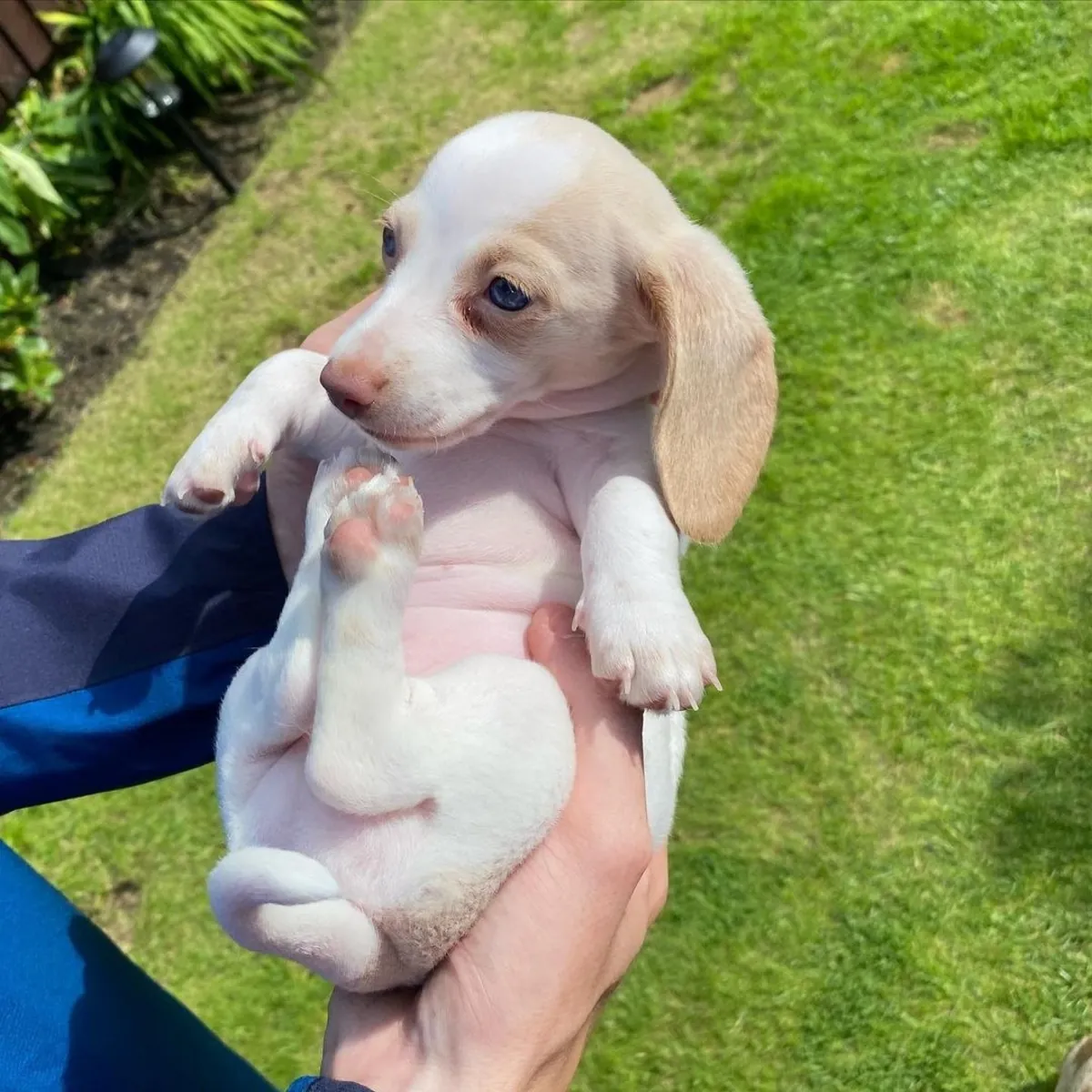 Dachshund