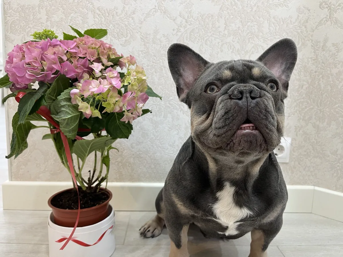 Bulldog Francés