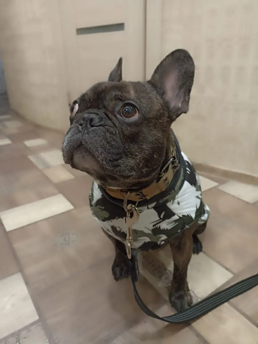 Bulldog Francés