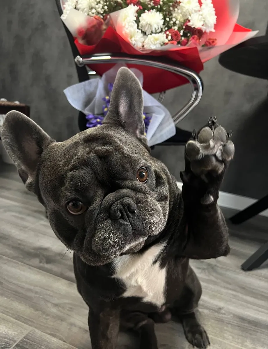 Bulldog Francés