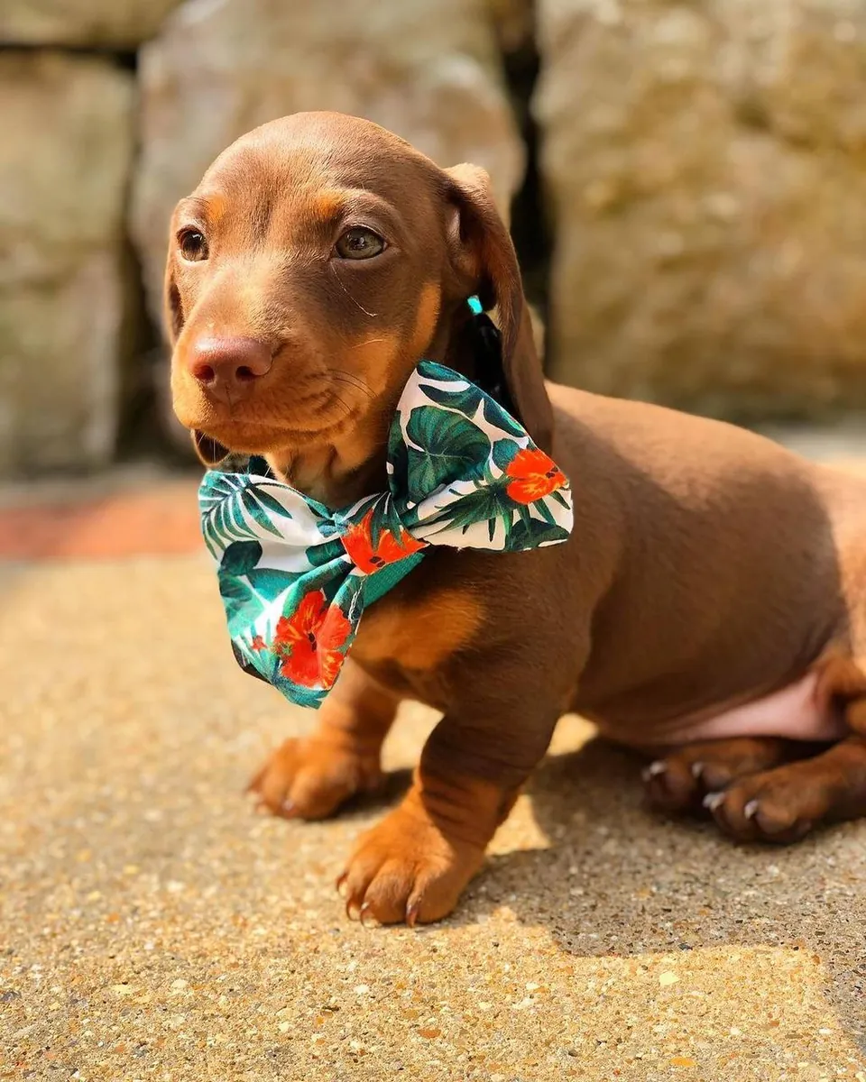 Dachshund