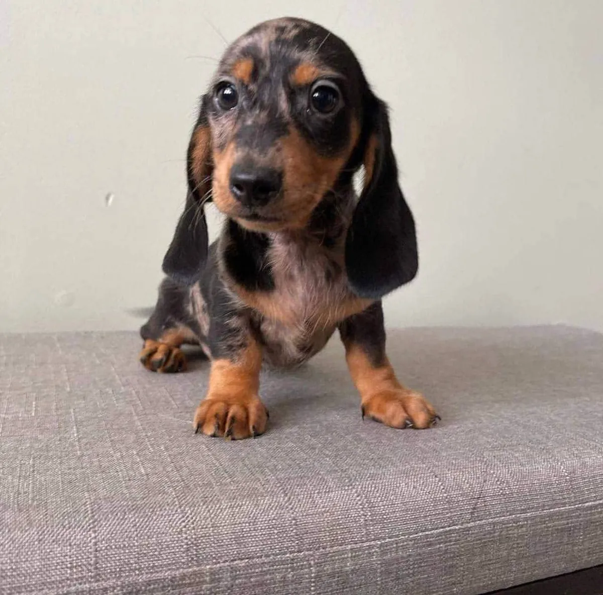 Dachshund