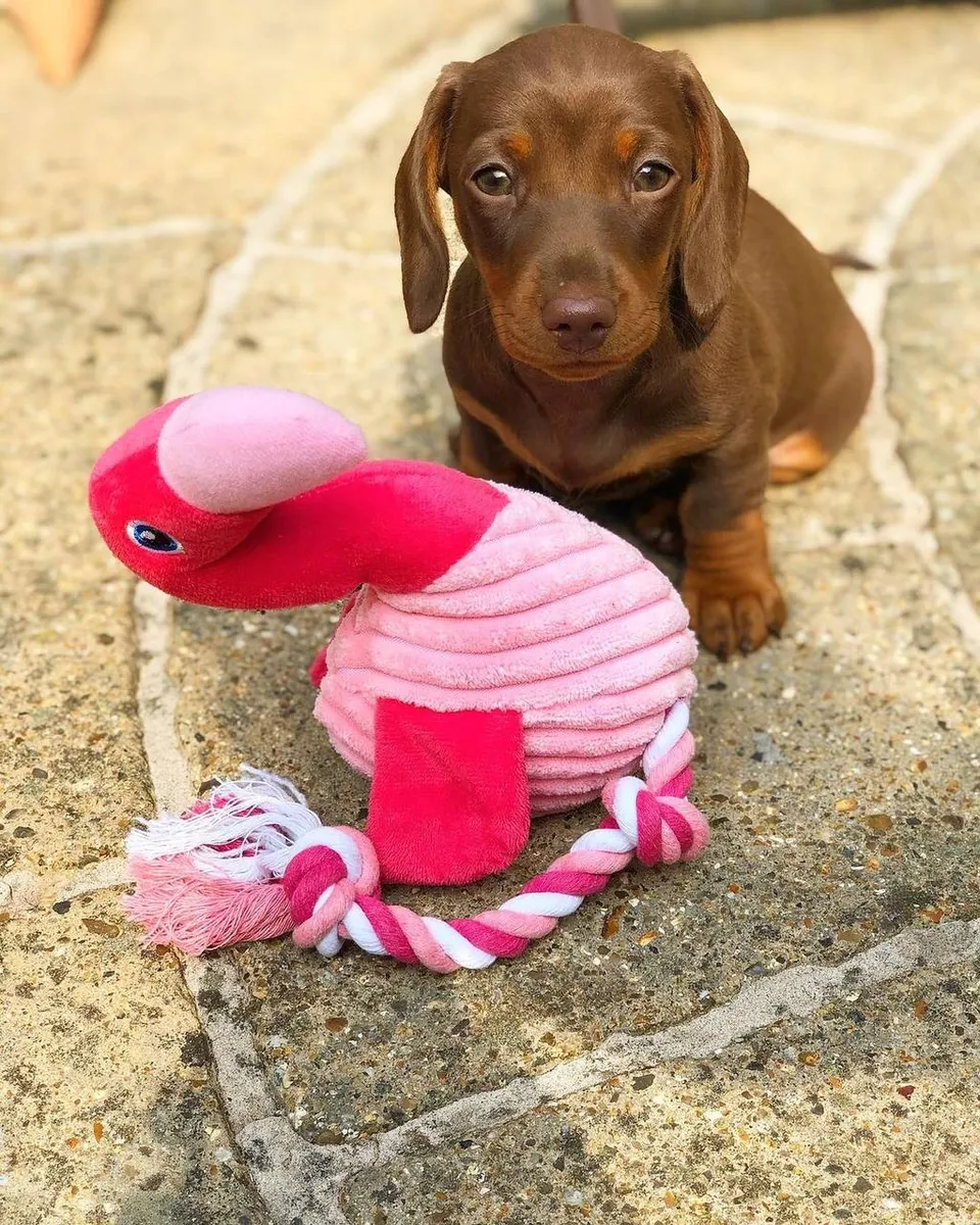 Dachshund