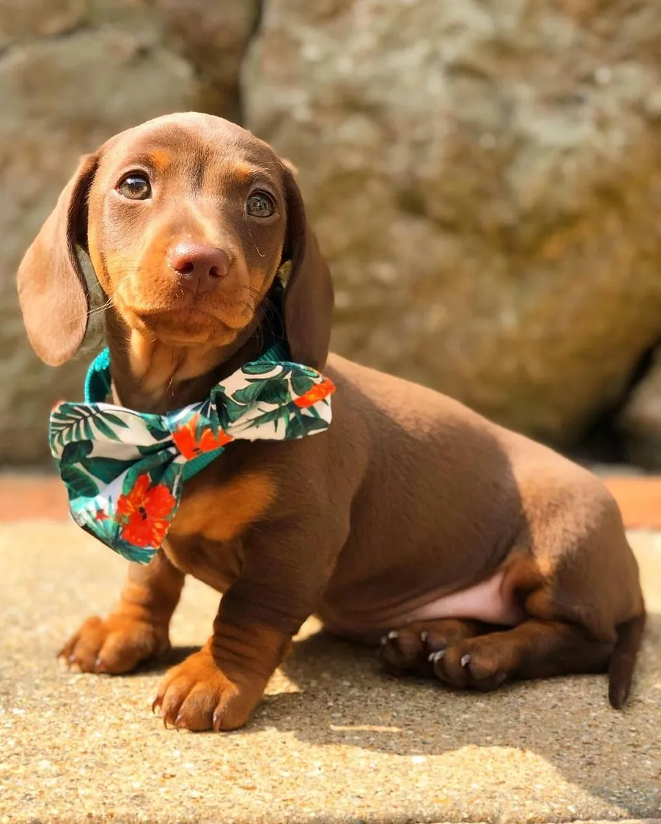 Dachshund