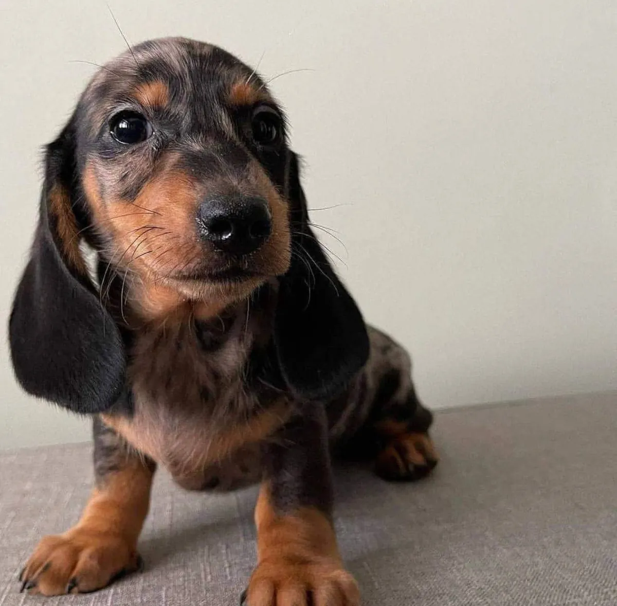 Dachshund