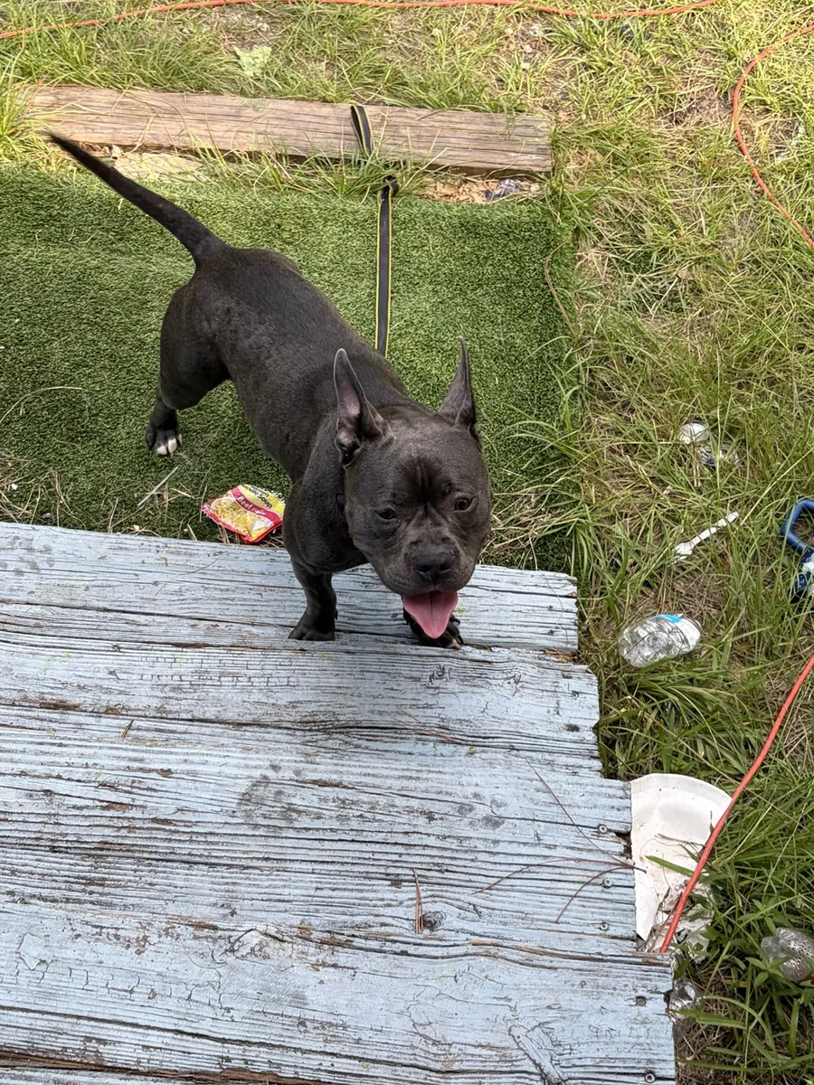 Amazing mixed breed dog