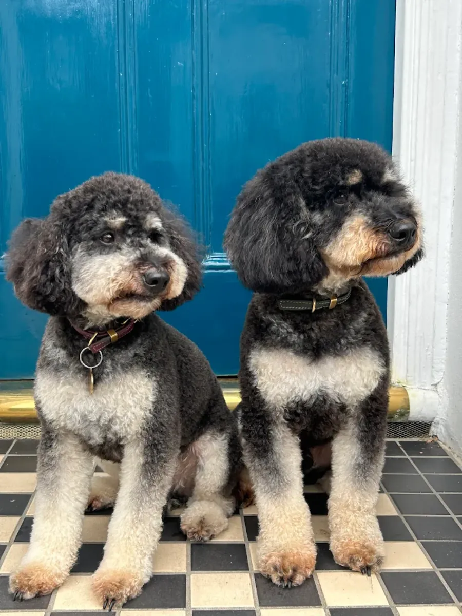 爱我的人类——切尔西狗狗美容 - London