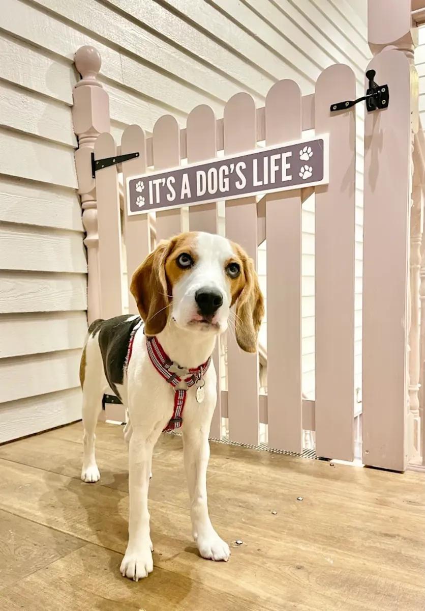 爱我的人类——切尔西狗狗美容 - London