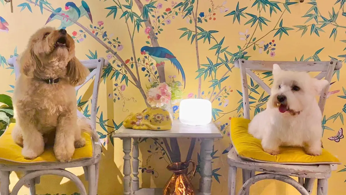 爱我的人类——切尔西狗狗美容 - London