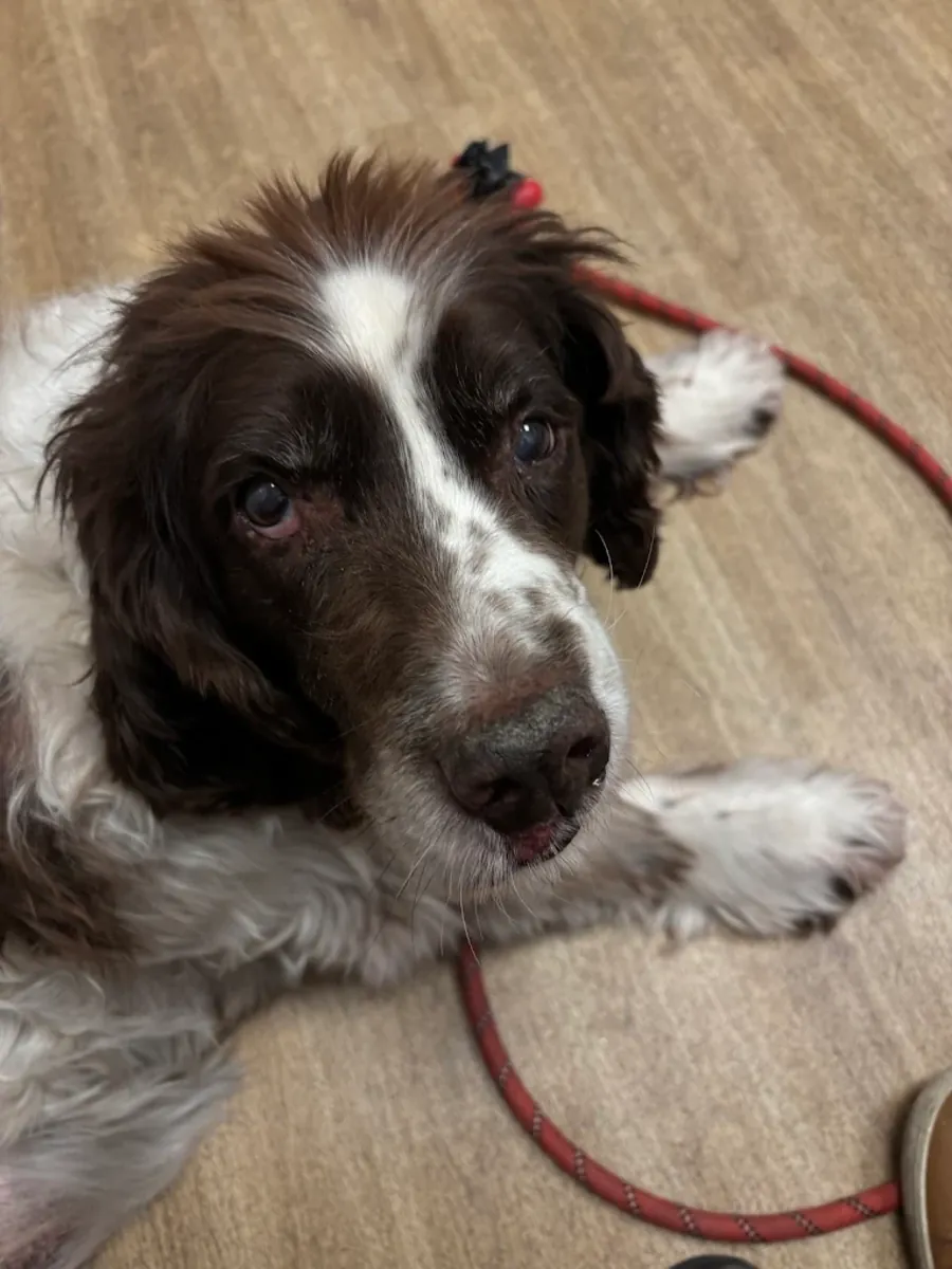 伦敦肯辛顿经验丰富的兽医诊所 - London