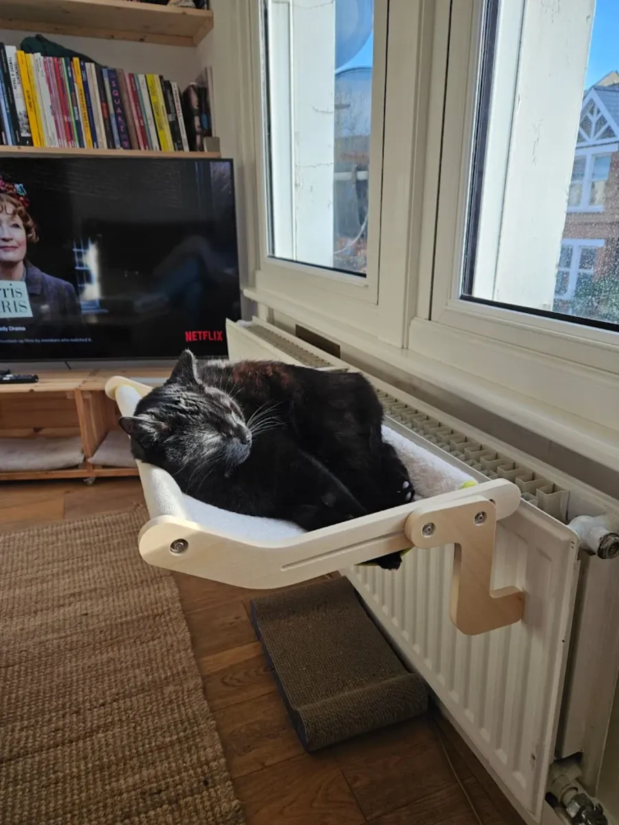 伦敦肯辛顿经验丰富的兽医诊所 - London