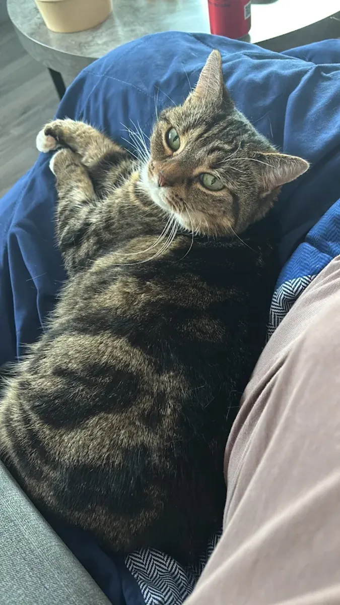 伦敦肯辛顿经验丰富的兽医诊所 - London