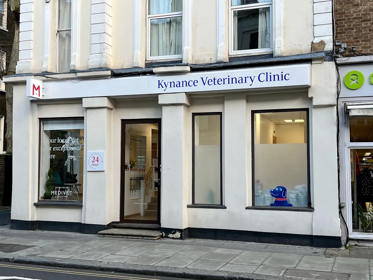 伦敦肯辛顿经验丰富的兽医诊所 - London