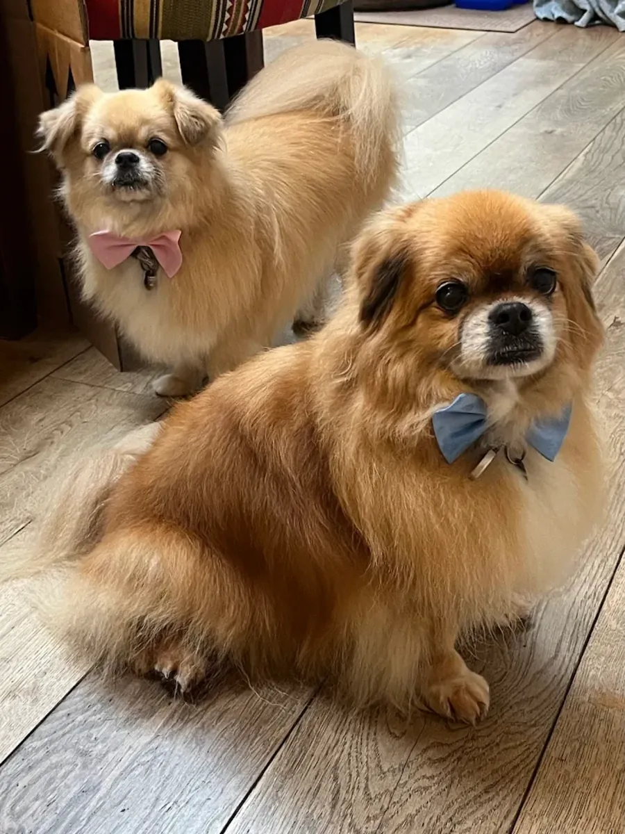 伦敦肯辛顿经验丰富的兽医诊所 - London