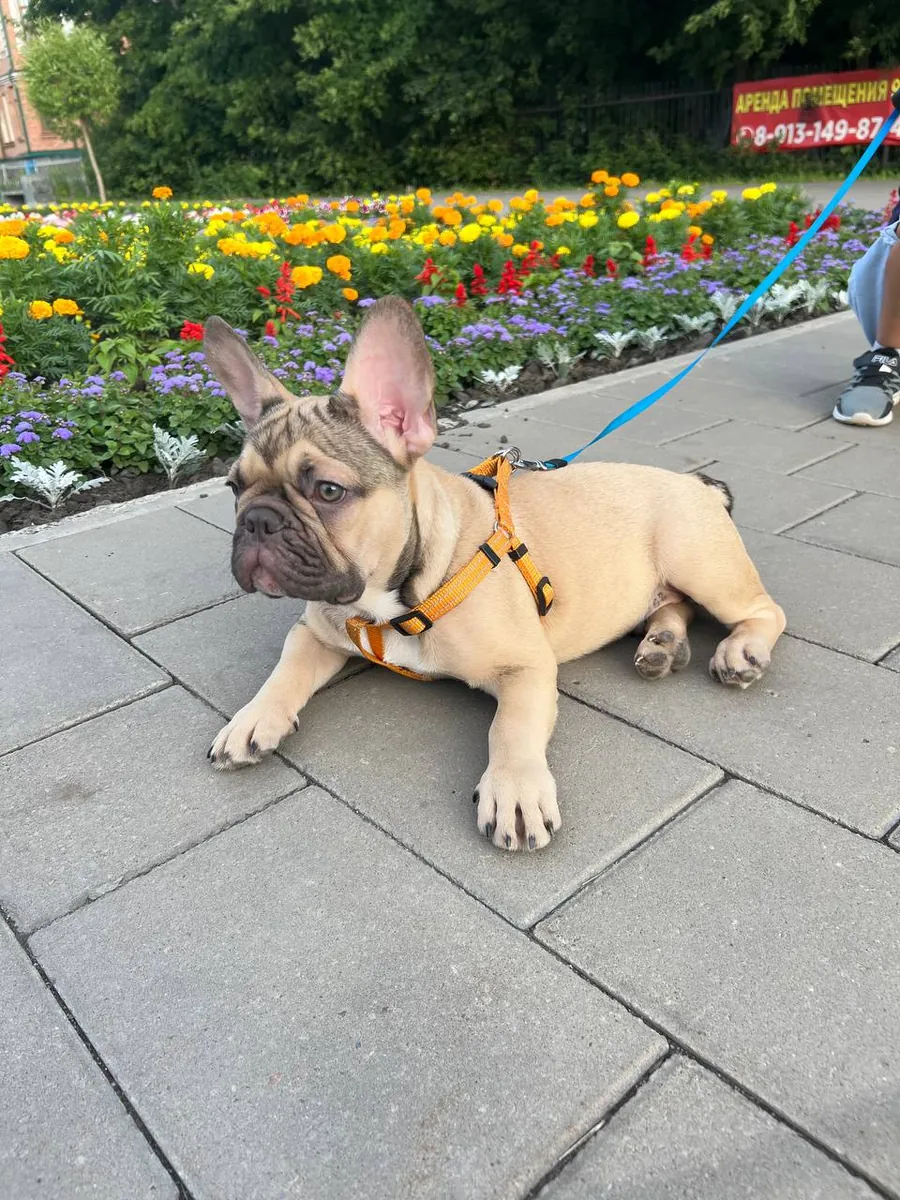 French Bulldog