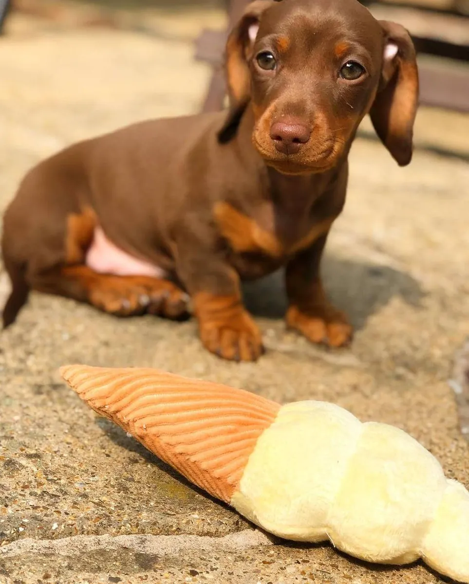 Dachshund