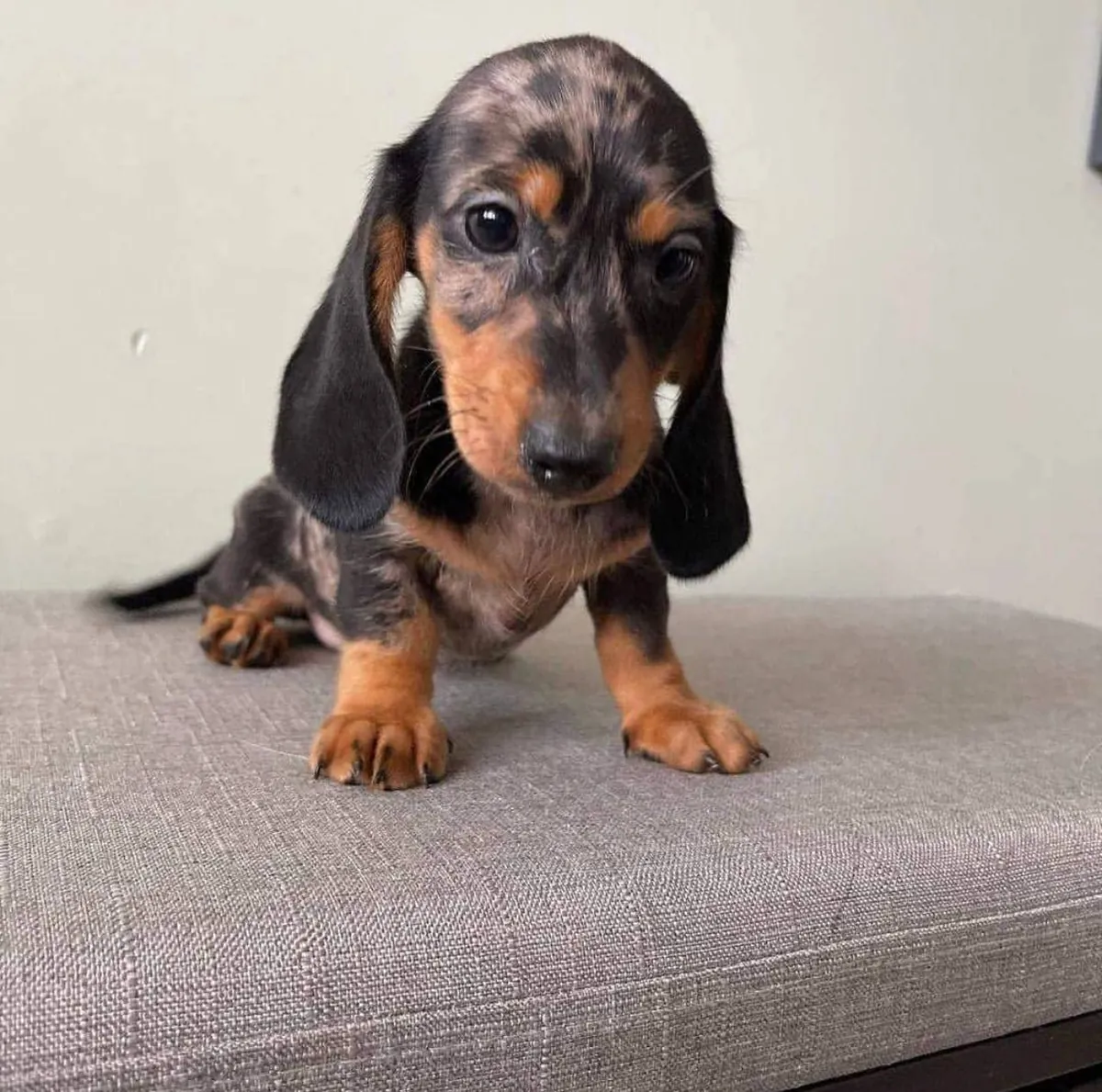 Dachshund