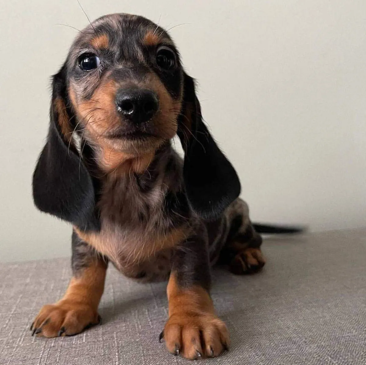 Dachshund