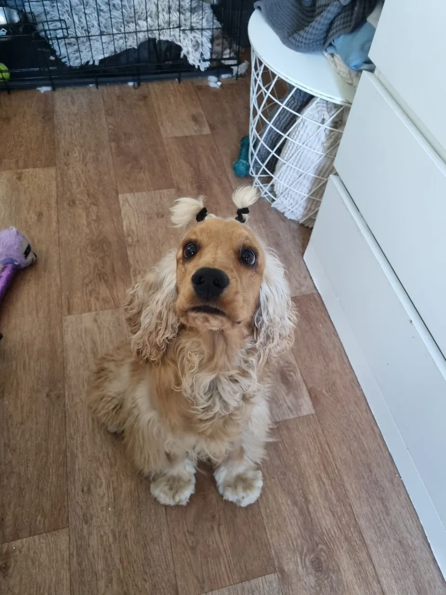 Cocker Spaniel