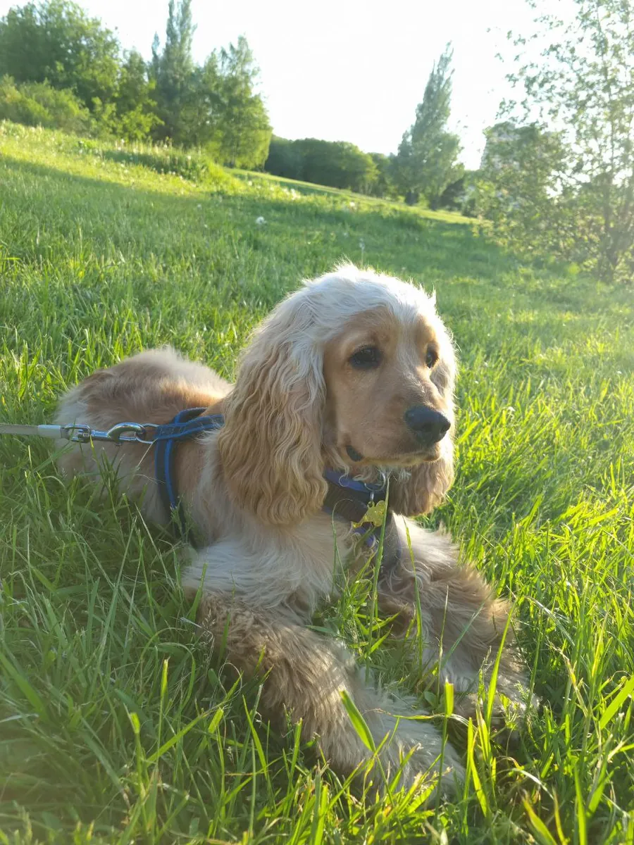 Cocker Spaniel