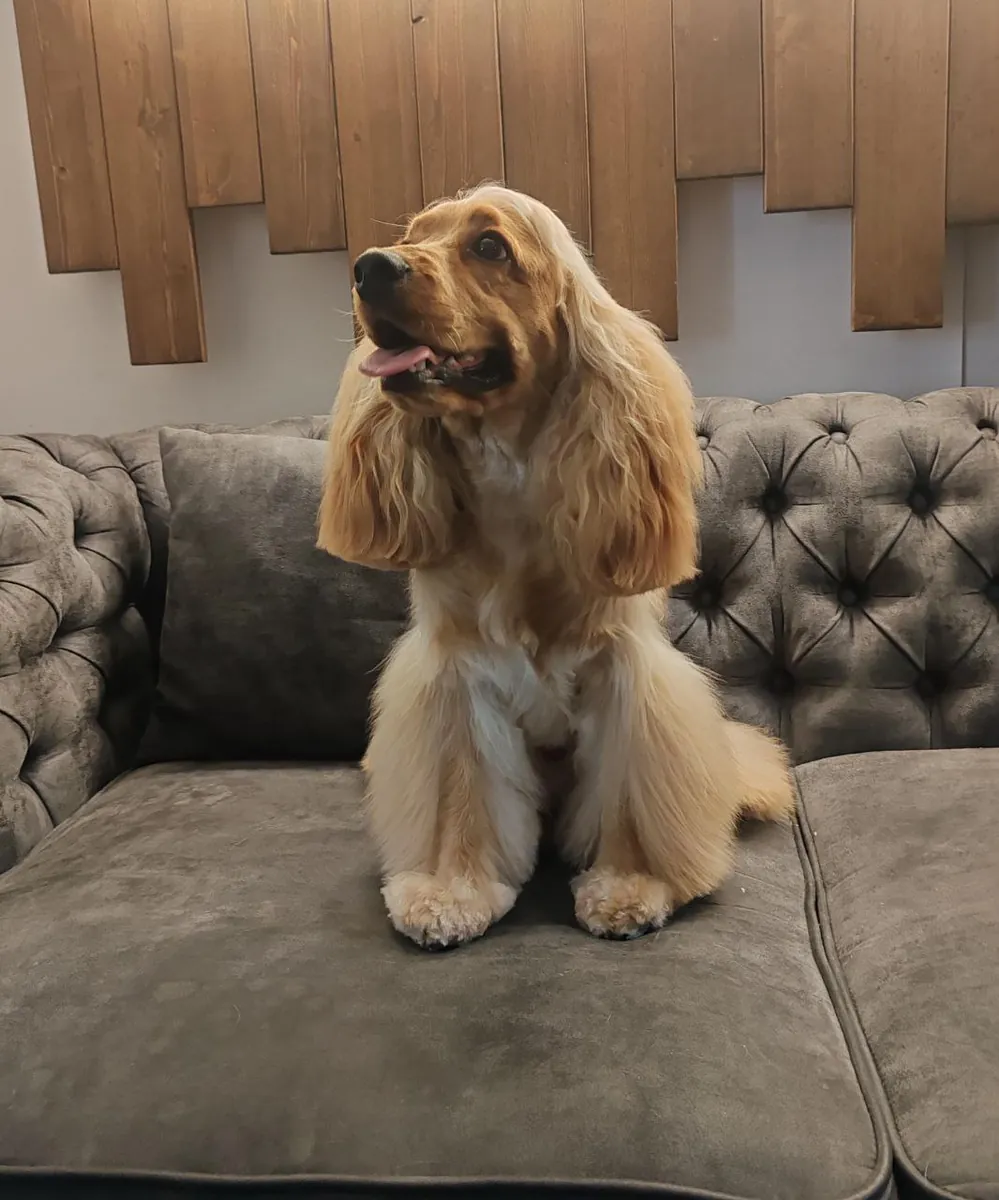 Cocker Spaniel