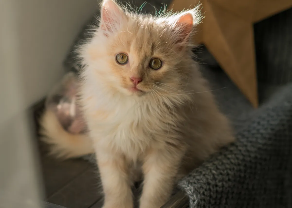 幼猫护理指南：喂养、如厕训练和最初几周的居家生活