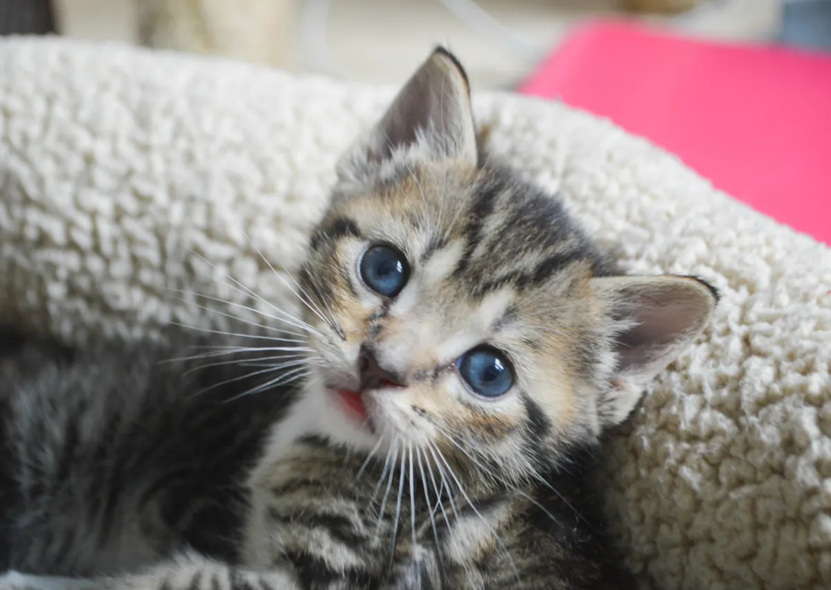 幼猫护理指南：喂养、如厕训练和最初几周的居家生活