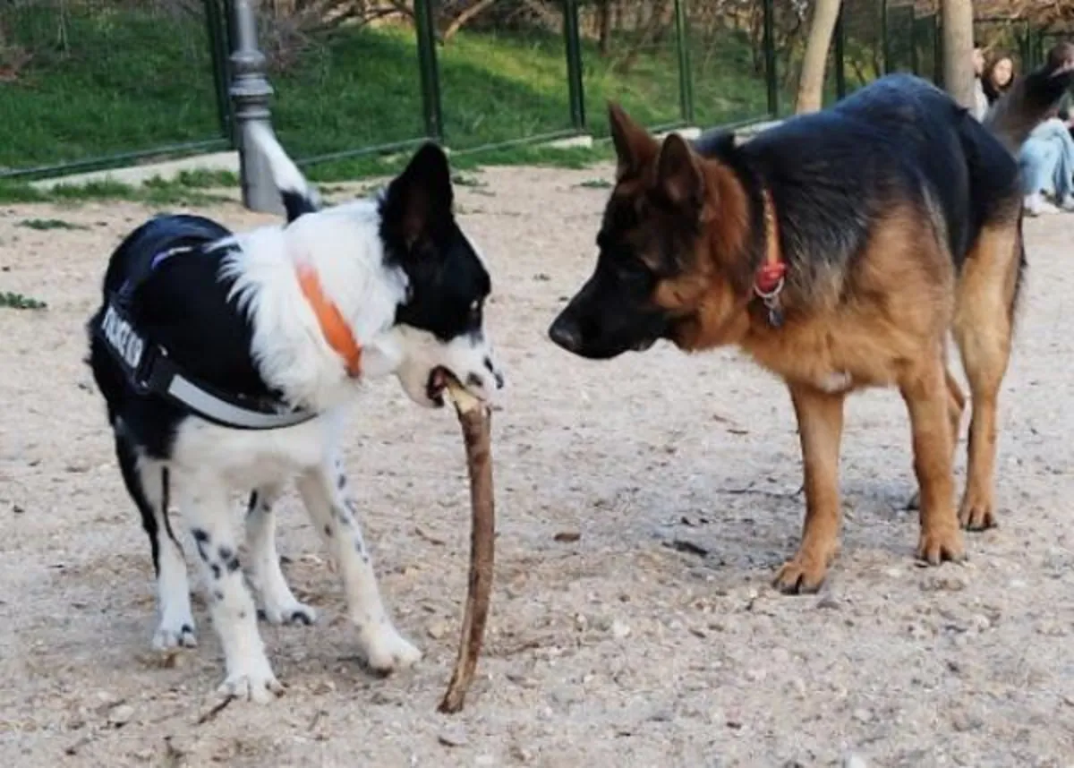 马德里丽池公园狗狗聚会