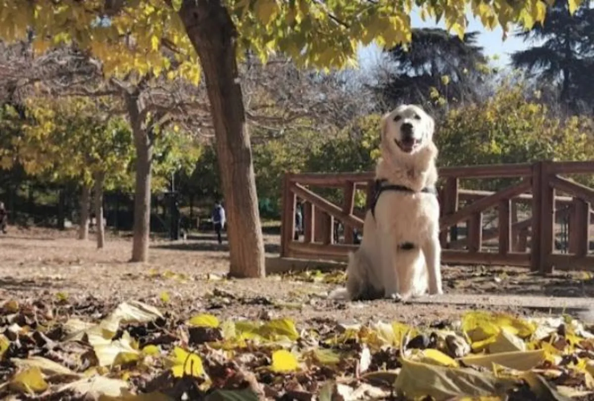 马德里丽池公园狗狗聚会