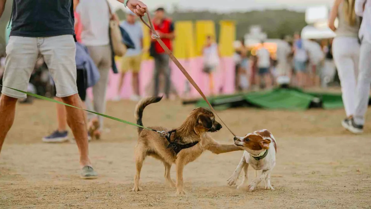 2026年巴塞罗那宠物节
