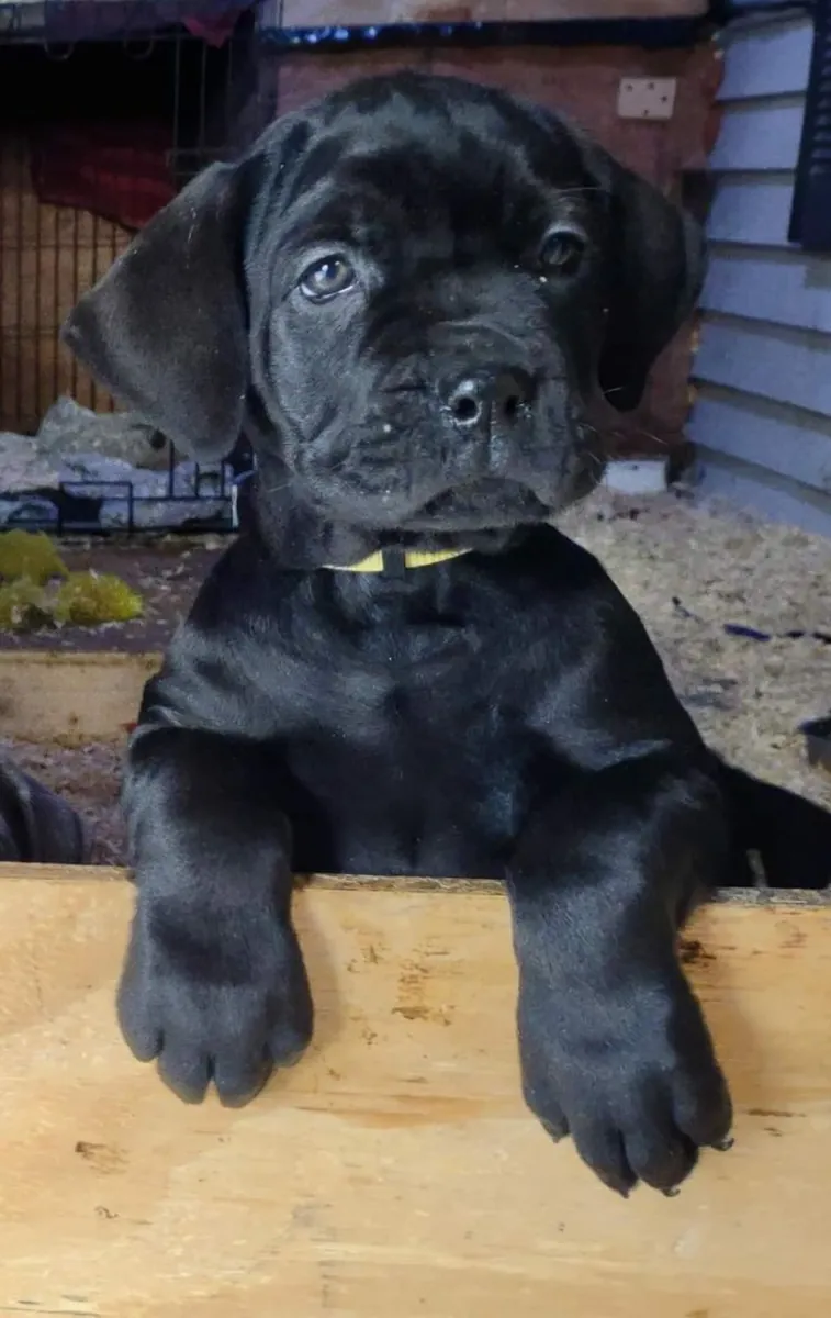 Şirin ve Güzel Cane Corso