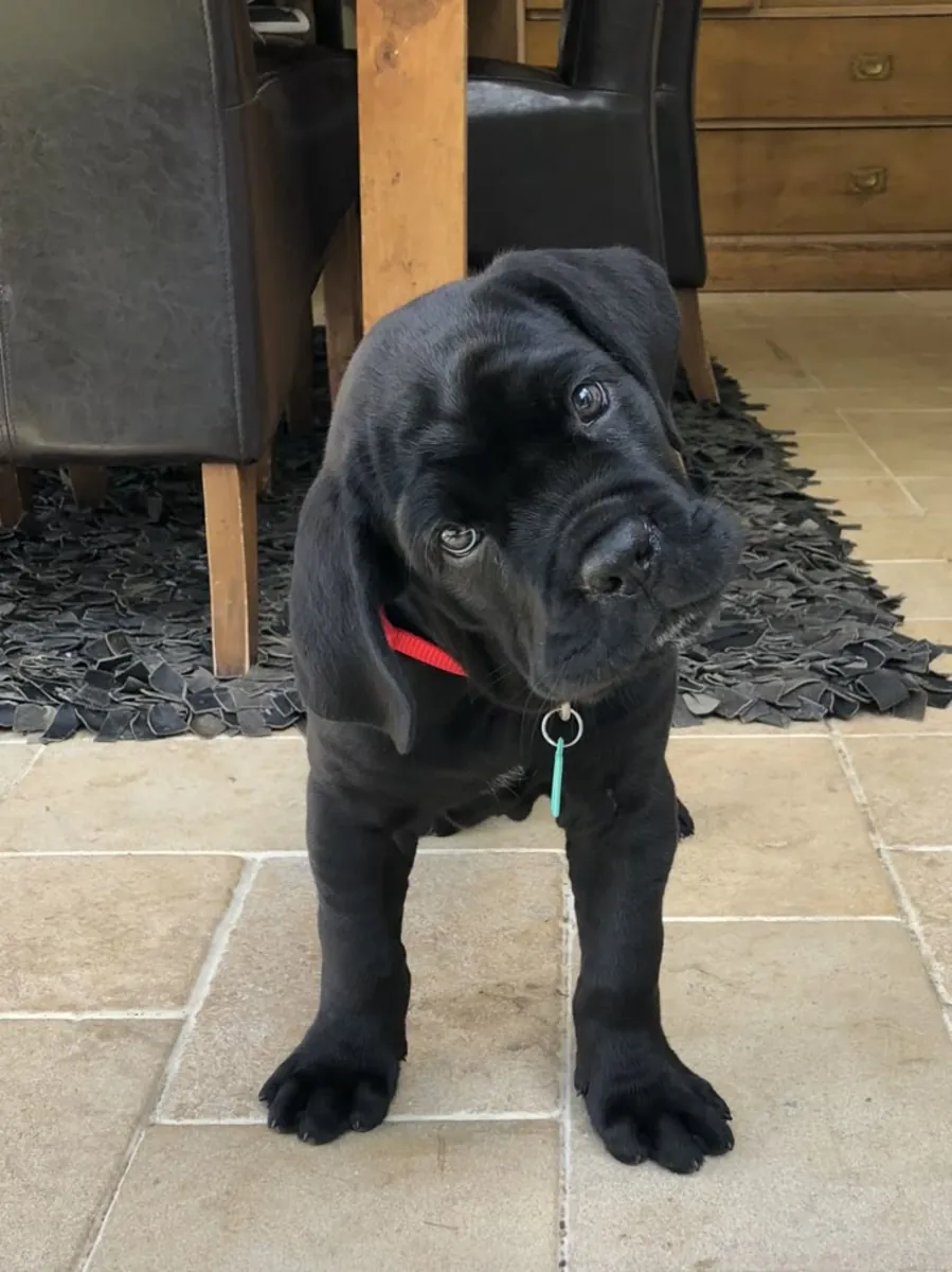 Şirin Yavru Köpek