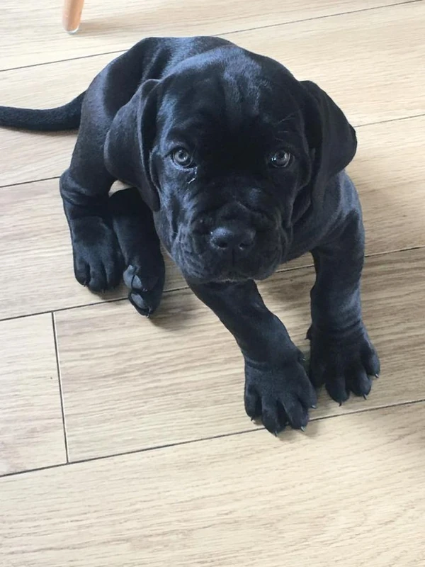 Max