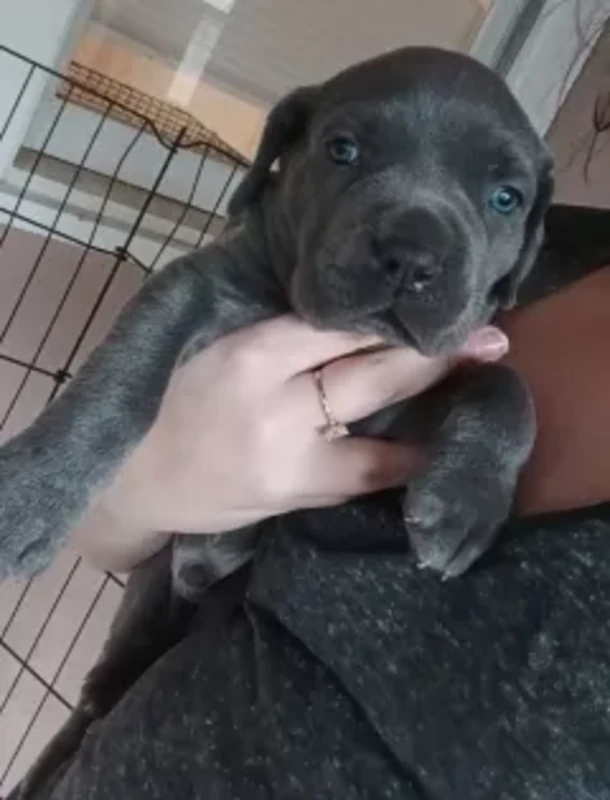 Rex