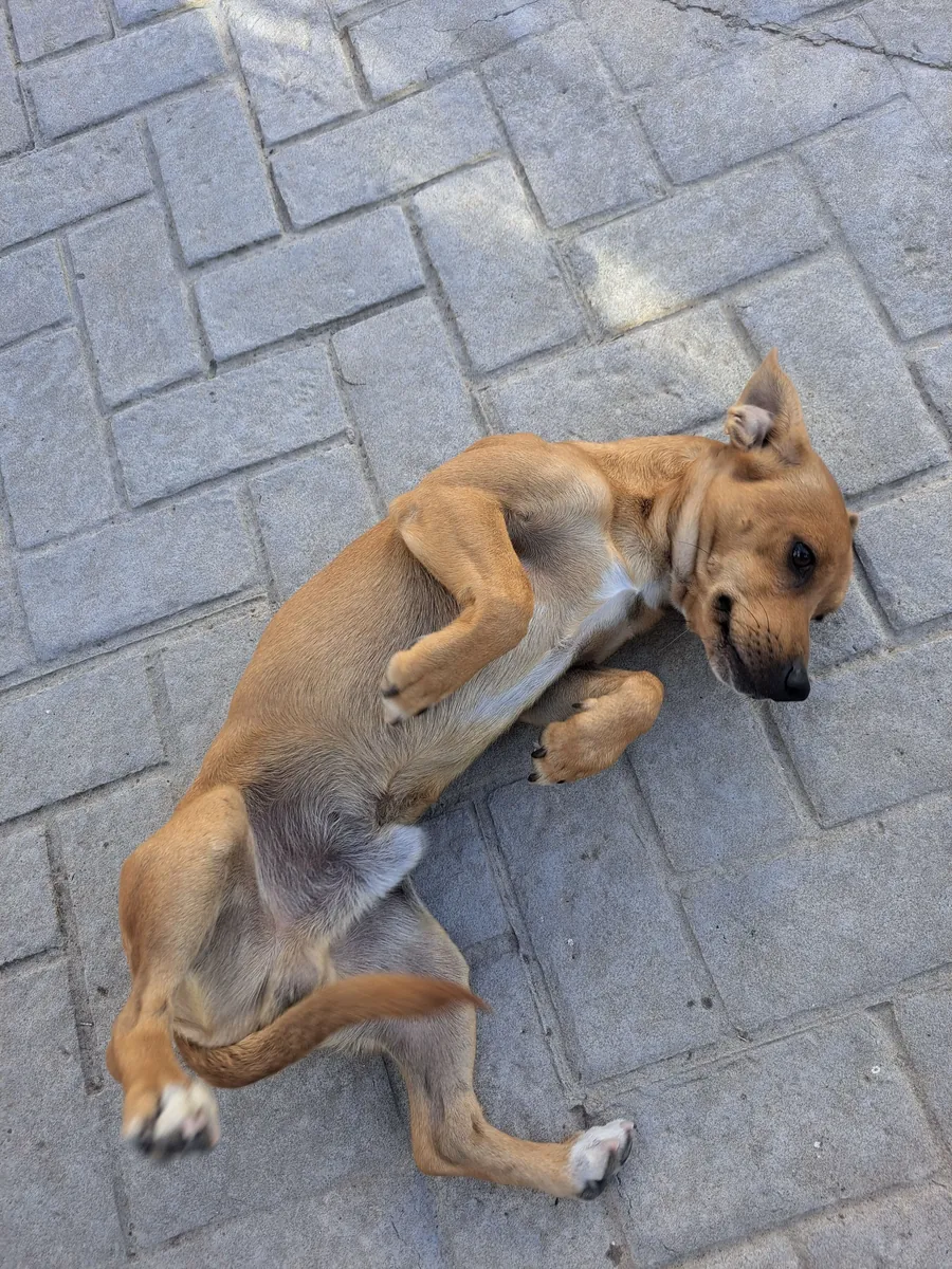Çok sevecen köpek