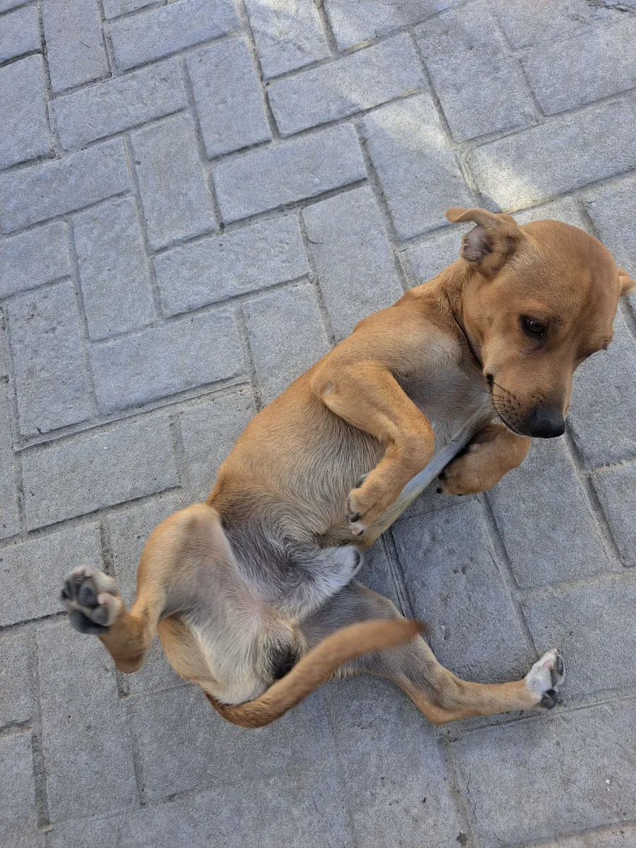 Çok sevecen köpek