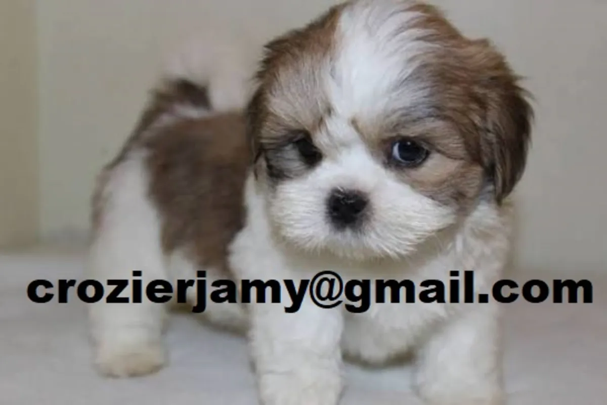 Sevimli Lhasa Apso yavruları