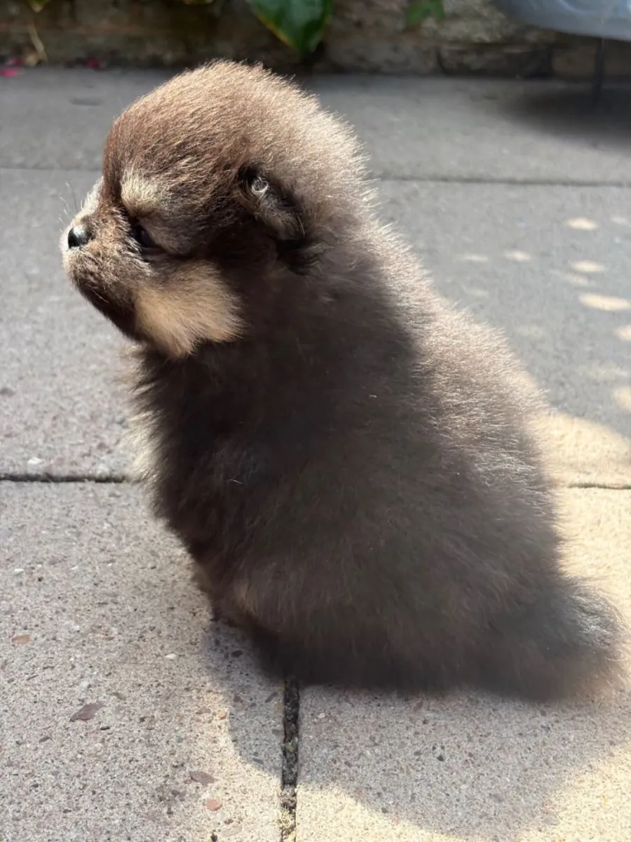 Cachorros Poochon, machos y hembras, adorables