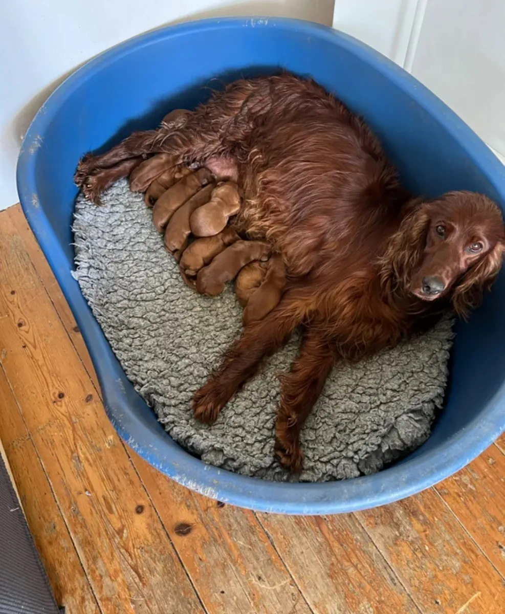 Cachorros irlandeses para adopción