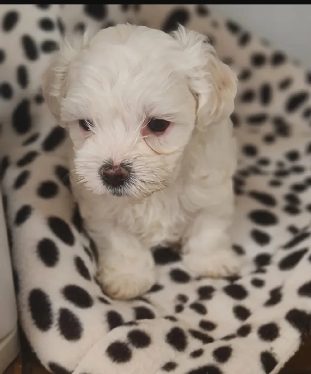 Güzel Bichon Frize yavruları evlat edinme için