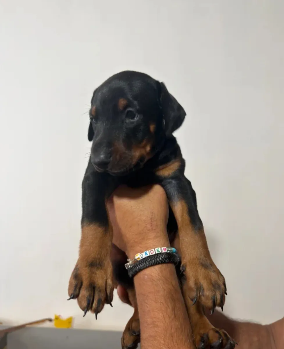 纯种杜宾犬幼犬待领养
