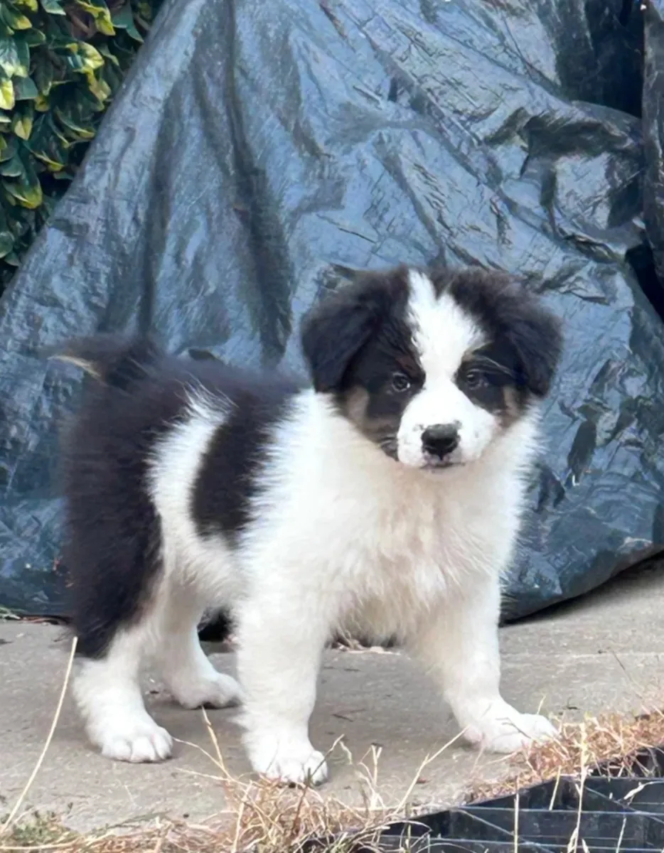 Sevimli Avustralya çoban köpeği yavrusu evlat edinme