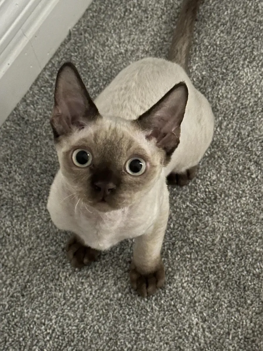 кот породы Девон-рекс