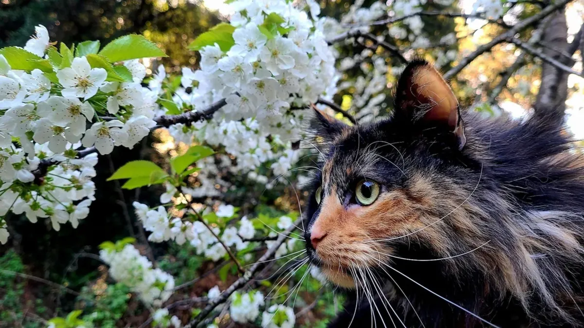 Норвежская лесная кошка