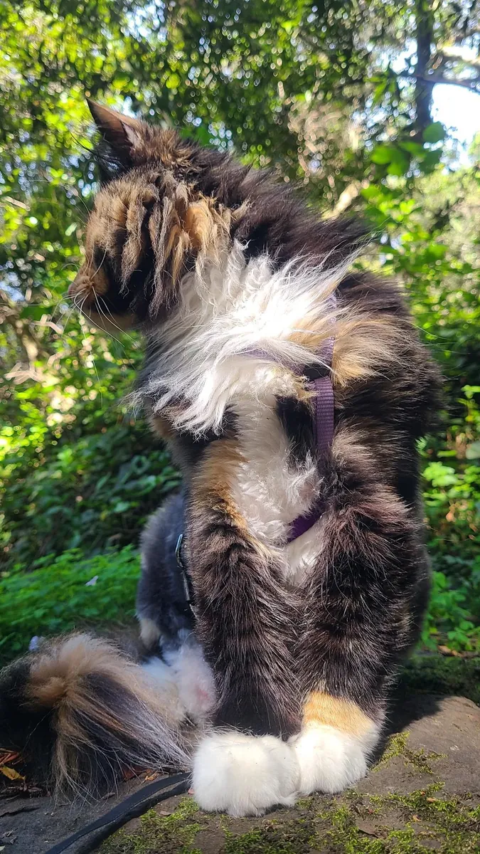 Норвежская лесная кошка